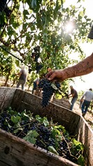 Fototapeta premium Hand placing harvested grapes into wooden crate in sunny vineyard. Concept of wine production, vineyard management, grape harvest, agricultural business, organic farming and premium winery branding.