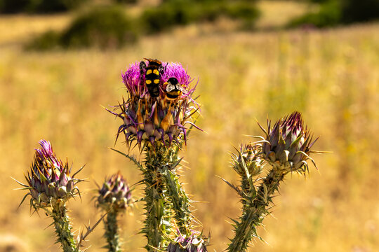 vergleich Mammutwespe und Hummel