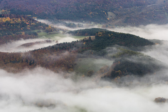 Forest in fog at autumn time