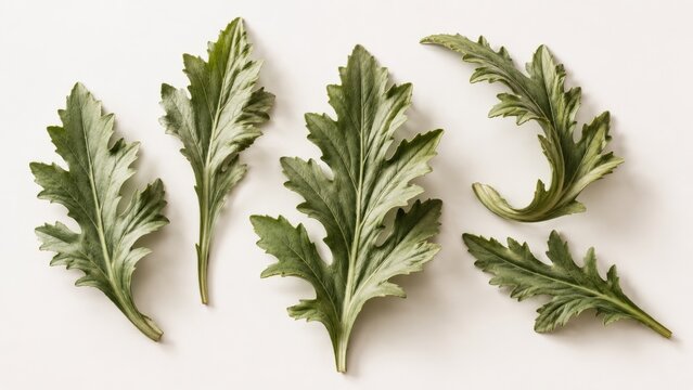 Flat lay of five fresh garland chrysanthemum leaves on white background, bright green edible Asian greens with jagged, lobed edges ideal for cooking