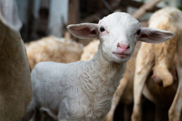 Close up of a cute fluffy white lamb stands between adult sheep in a barn, looking directly at the camera with a curious and gentle expression. © Muhammad Zainur