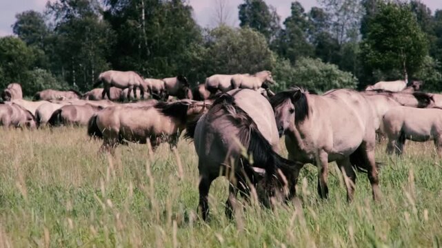 Wild tarpan horses graze in a herd in the forest in summer