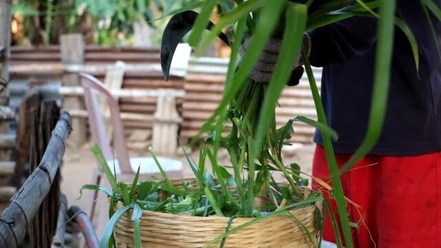 A farmer chops fresh grass with a sickle and put the grass on a rattan basket for animal feed in a barn.