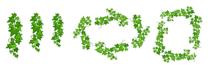 Set of green ivy vines and decorative frames with lush foliage isolated on a transparent background leaves © Umme Sowaiba 