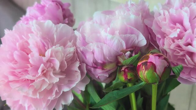 Blooming pink peonies in a garden during spring season