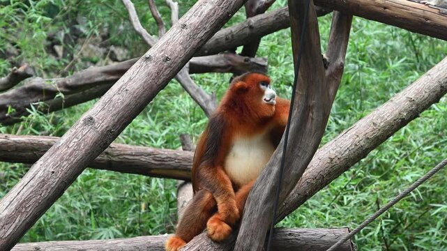 The beautiful golden snub-nosed monkey with vibrant orange fur and a distinctive blue face rests peacefully sitting on the thick wooden branches