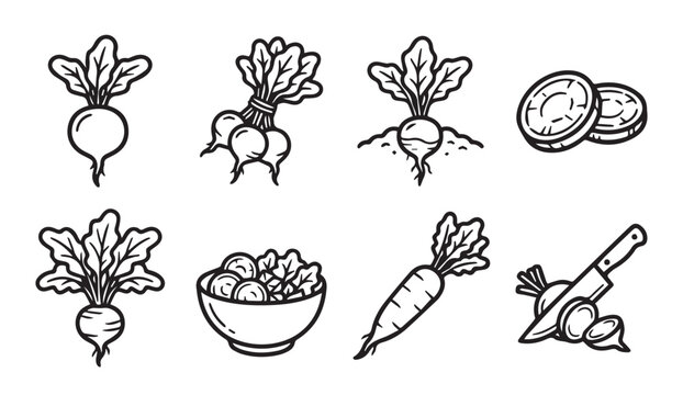 Fresh beet root vegetables in a clean line art illustration set with simple hand drawn style