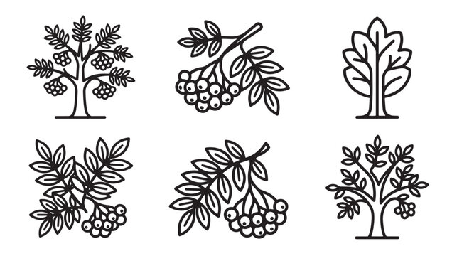Set of rowan tree illustrations with berries and leaves botanical illustration seasonal collection isolated monochrome traditional creative minimalist woodland deciduous environment