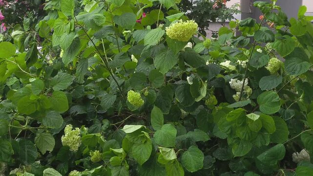 Green hydrangea bushes in heavy rain. Rainy weather. White hydrangea inflorescences on a bush.