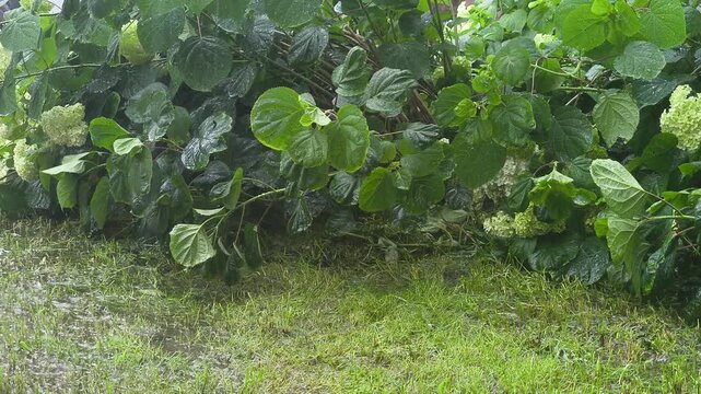 Green hydrangea bushes in heavy rain. Rainy weather