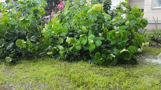 Green hydrangea bushes in heavy rain. Rainy weather