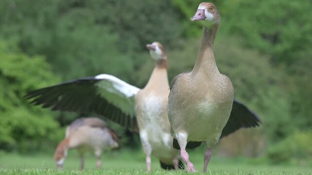 Egyptian Goose (Alopochen aegyptiaca) almost grown goslings still with immature plumage  walking towards the camera. June, Kent, UK [Half speed]