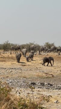 A herd of African elephants approach a waterhole on a hot day, Etosha National Park, Namibia.