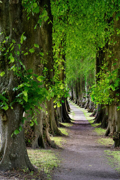 Scenic Plane Tree Avenue with Lush Green Foliage and Walking Path in Summer