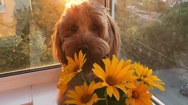 Golden doodle dog with yellow rudbeckia flowers by sunny window in cozy home interior portrait scene