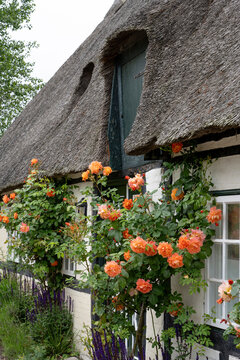 Traditional Thatched Cottage with Blooming Orange Climbing Roses and Half Timbered Facade