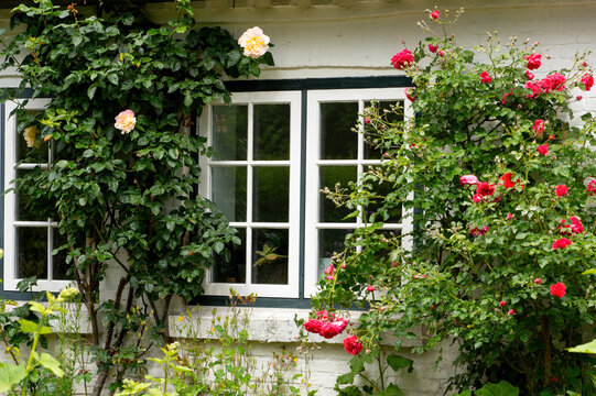Traditional Cottage Windows Framed by Blooming Climbing Roses on a Historic Country House