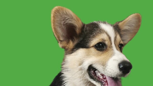 puppy on green screen