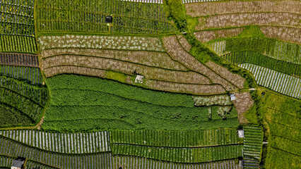 An overhead aerial shot of rural agricultural patterns, emphasizing the unique mosaic of green and brown earth in cultivated vegetable fields. © Vlafy Studio