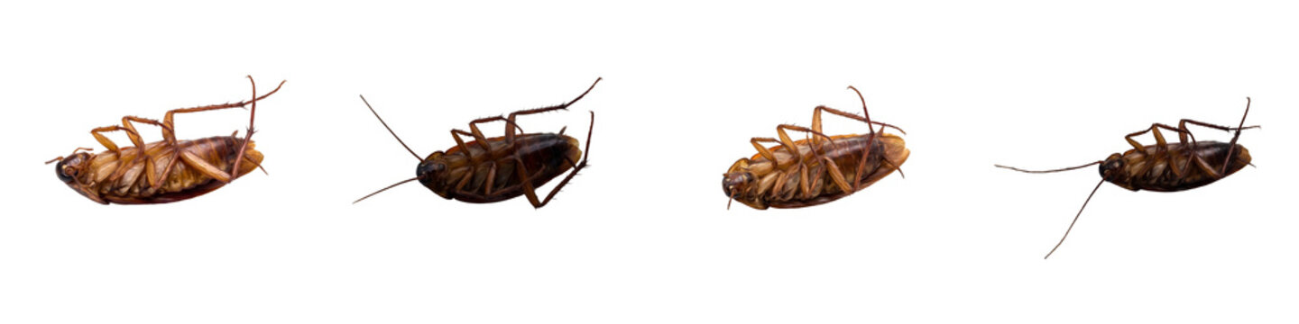 set of the four collection cockroach isolated on withe background PNG bast quality''