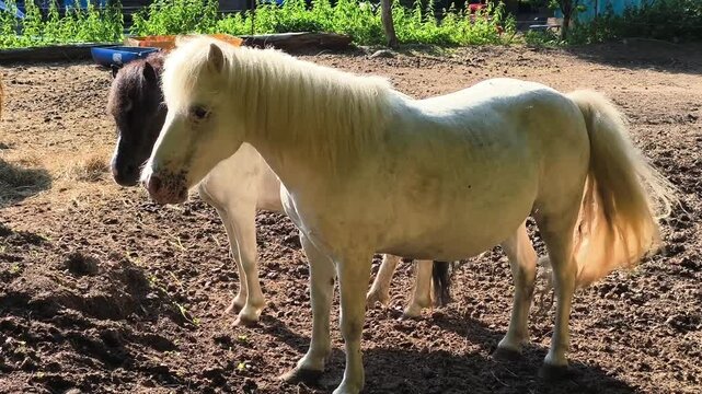 Two Cute Ponies Standing in a Farm Paddock under Sunlight