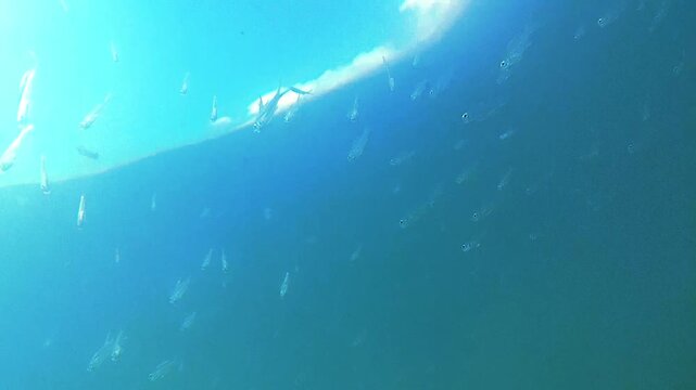 sea, tropical fish. school fish