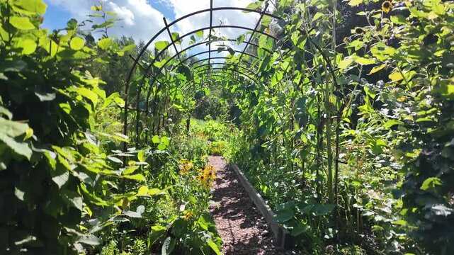 View of the plot with a path, lush plants and a structure for climbing plants under a bright blue sky.