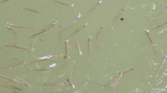  Close-up of small Rasbora fish swimming in murky water. 
​