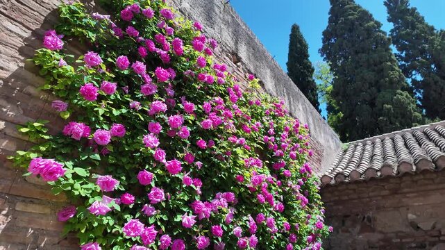 Generalife Gardens with beautiful blooming roses in the Alhambra complex in Granada, Andalusia, Spain.