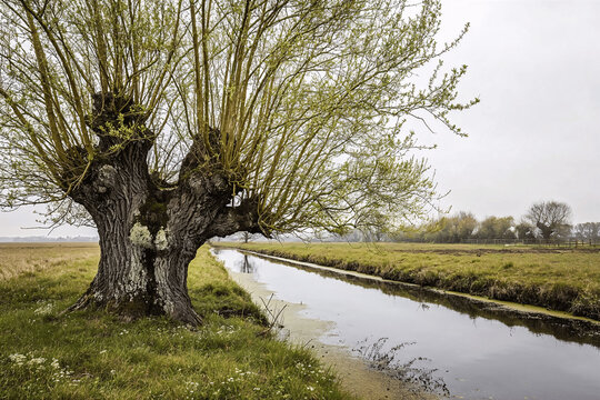 Countryside Waterway with Pollarded Willow and Grassland