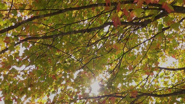 Bright sunshine and lens flares dancing through the early autumn foliage of a maple tree.