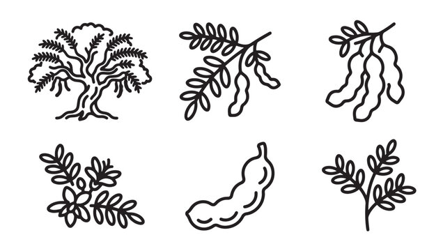 Tamarind tree fruit and leaf botanical hand drawn illustrations with tamarind botanical illustration ingredient tropical agriculture seasoning culinary collection monochrome environment