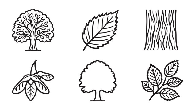 Collection of tree species and foliage illustrations for botanical design with botanical collection illustration handdrawn landscape woodland isolated minimalist environment