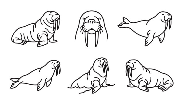 Set of walrus marine mammal line icons in various poses with wildlife illustration collection isolated swimming standing creature pinniped flippers whiskers portrait silhouette minimalist
