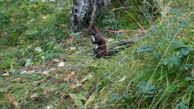 A dark squirrel stands alert on its hind legs among lush green grass next to a tree trunk. A static handheld camera captures this peaceful wildlife moment in a natural forest setting.