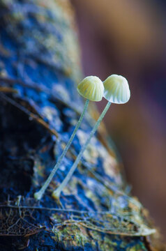 Two small mushrooms grow closely on mossy log with soft light creating peaceful moss nature scene in forest environment
