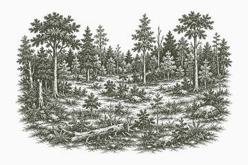 Vintage engraved forest clearing vector illustration with diverse woodland vegetation in detailed hand drawn etching style for ecological and outdoor themes © Chairul