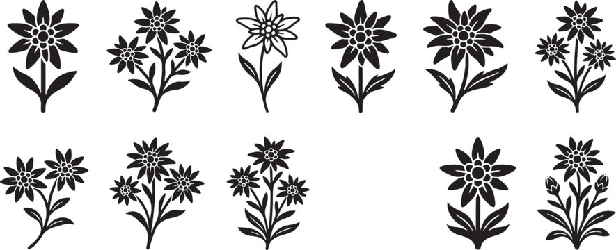 Alpine edelweiss and mountain wildflowers stem silhouette collection
