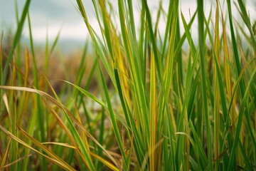Fototapeta premium Fresh green and yellow rice field stalks close up with agriculture sunlight background countryside landscape environment botanical cultivation vegetation