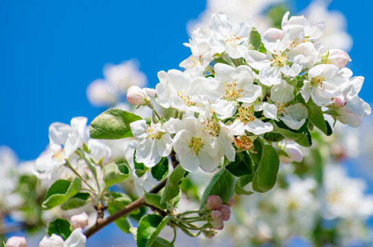 Spring Apple Blossom over blue sky.