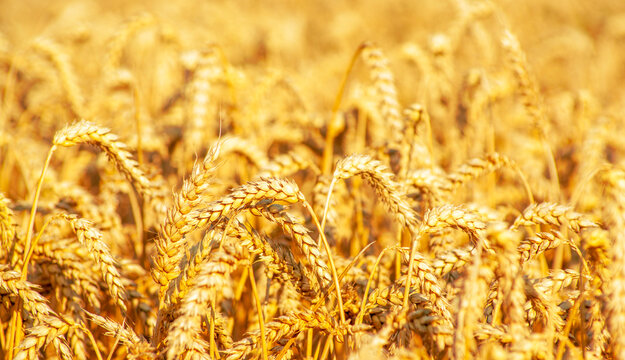 Fields of wheat at the end of summer fully ripe