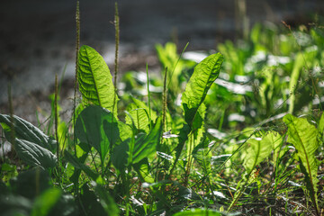Lush green leaves of various plants, including plantain and grasses, thrive under bright sunlight, creating a vibrant and natural ground cover in an outdoor setting © iloli
