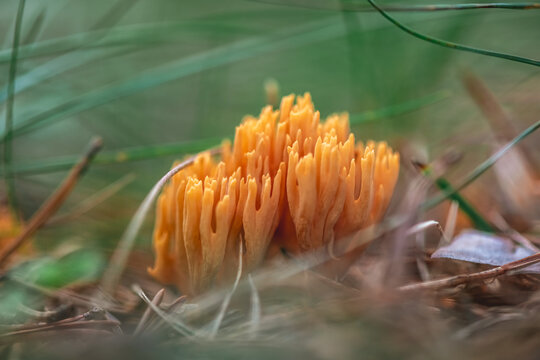 Orange ramaria coral fungi displaying intricate. Branched structures. Emerging from decomposing pine needles and lush green foliage on the damp forest floor