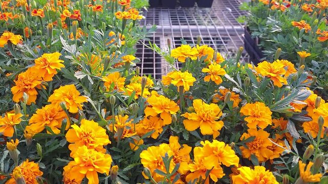Panning across bright orange marigold flower plants in trays inside of a greenhouse reveling other plants and hanging baskets in background.