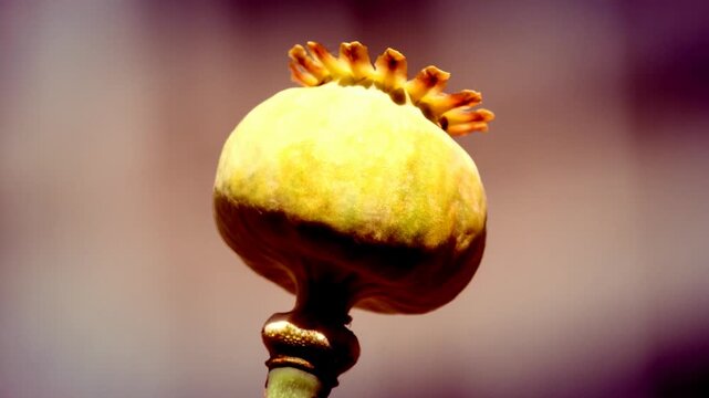 opium poppy with unripe capsules sway in a summer breeze