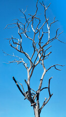 Obraz premium Bare tree stands stark against clear blue sky