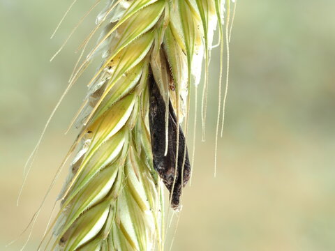Mutterkornpilz, Claviceps purpurea im Roggen