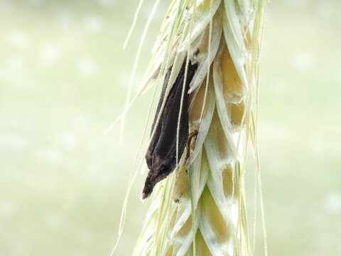 Mutterkornpilz, Claviceps purpurea im Roggen