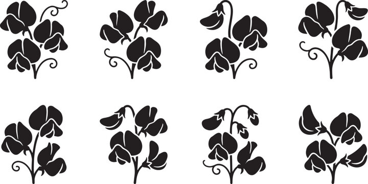 Graceful sweet pea climbing vine stems and leguminous flowers