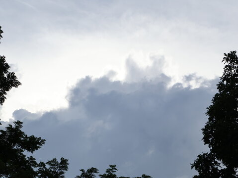 Storm Clouds Rising Above Tree Silhouettes at Dusk